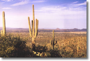 Sonoran Desert scene with Saguaros